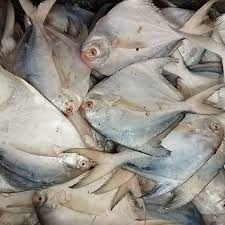 تصویر 2 از ماهی حلوا اهواز با کیفیت و درجه 1